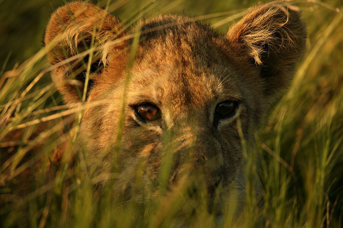 50-inspirujących-filmów-podróżniczych The Last Lions – Ostatnie lwy