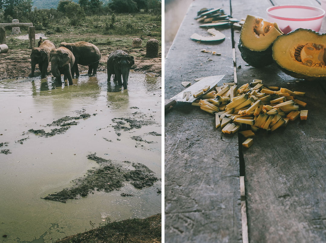 Elephants-World-Swiat-Sloni-w-Tajlandii
