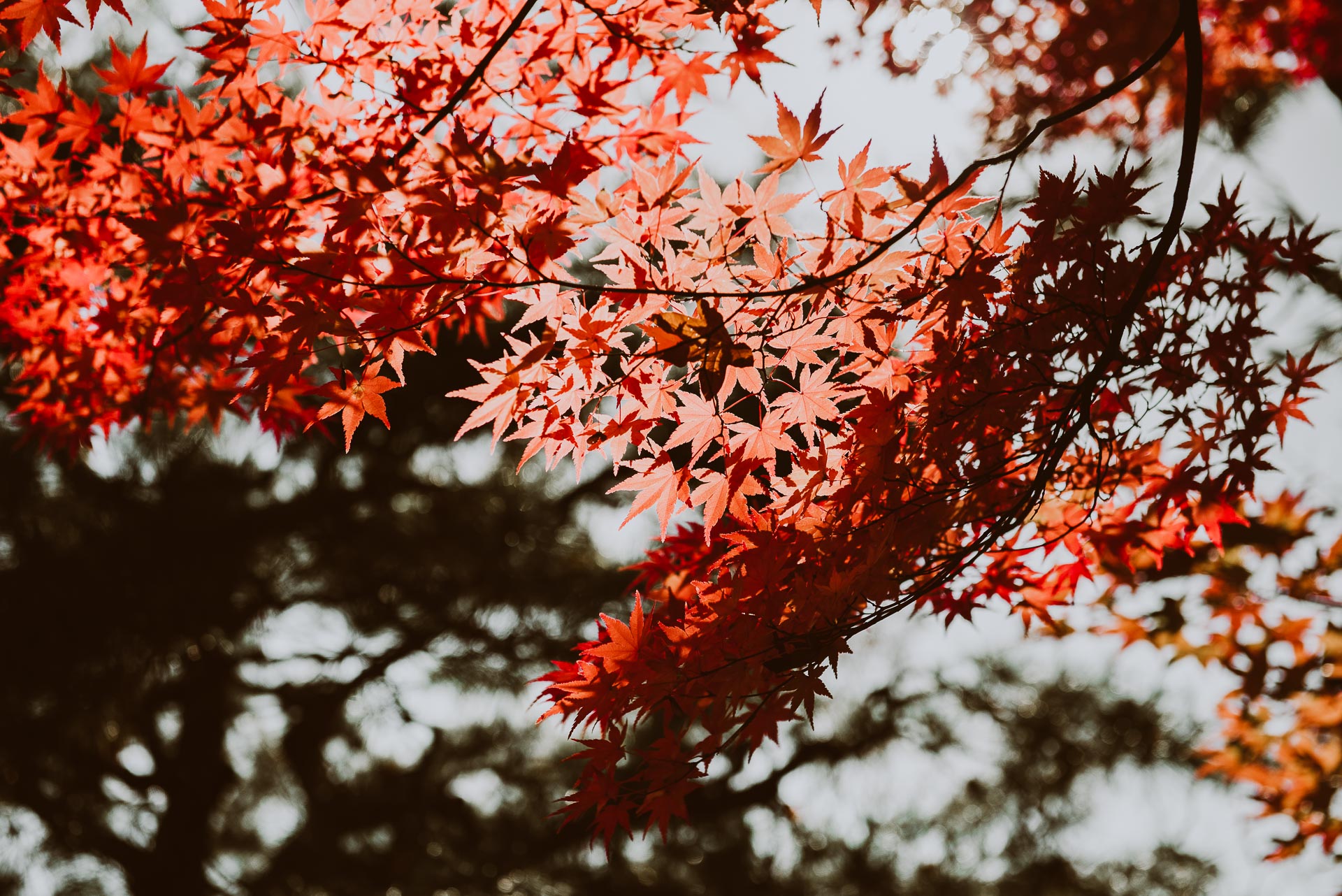 Japonia jesienią - klony