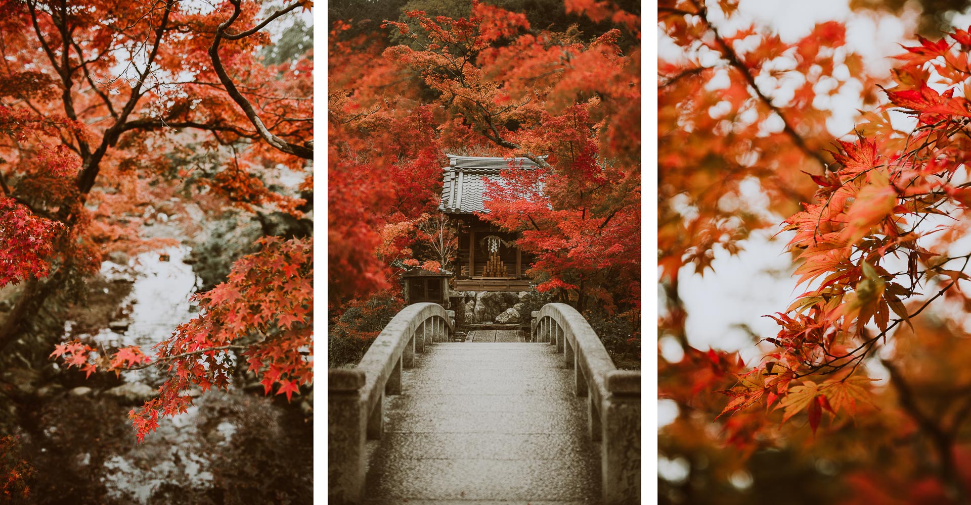 Japonia jesienią - zdjęcia klonów