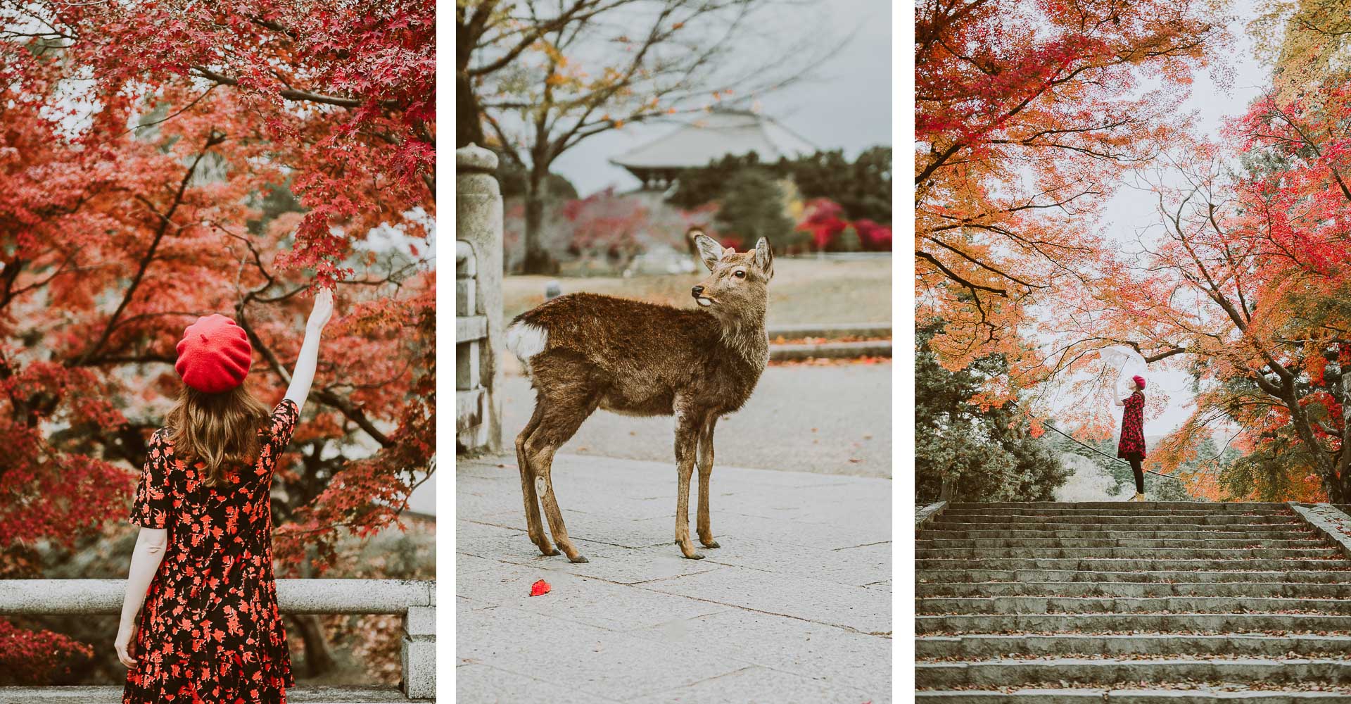Japonia jesienią - zdjęcia Nara
