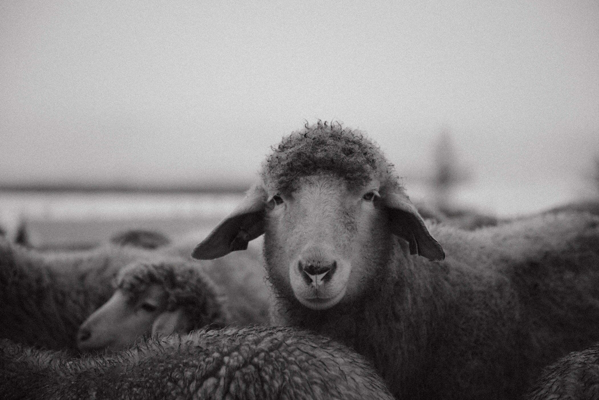 Wzgórze Owiec we wsi Mostowice