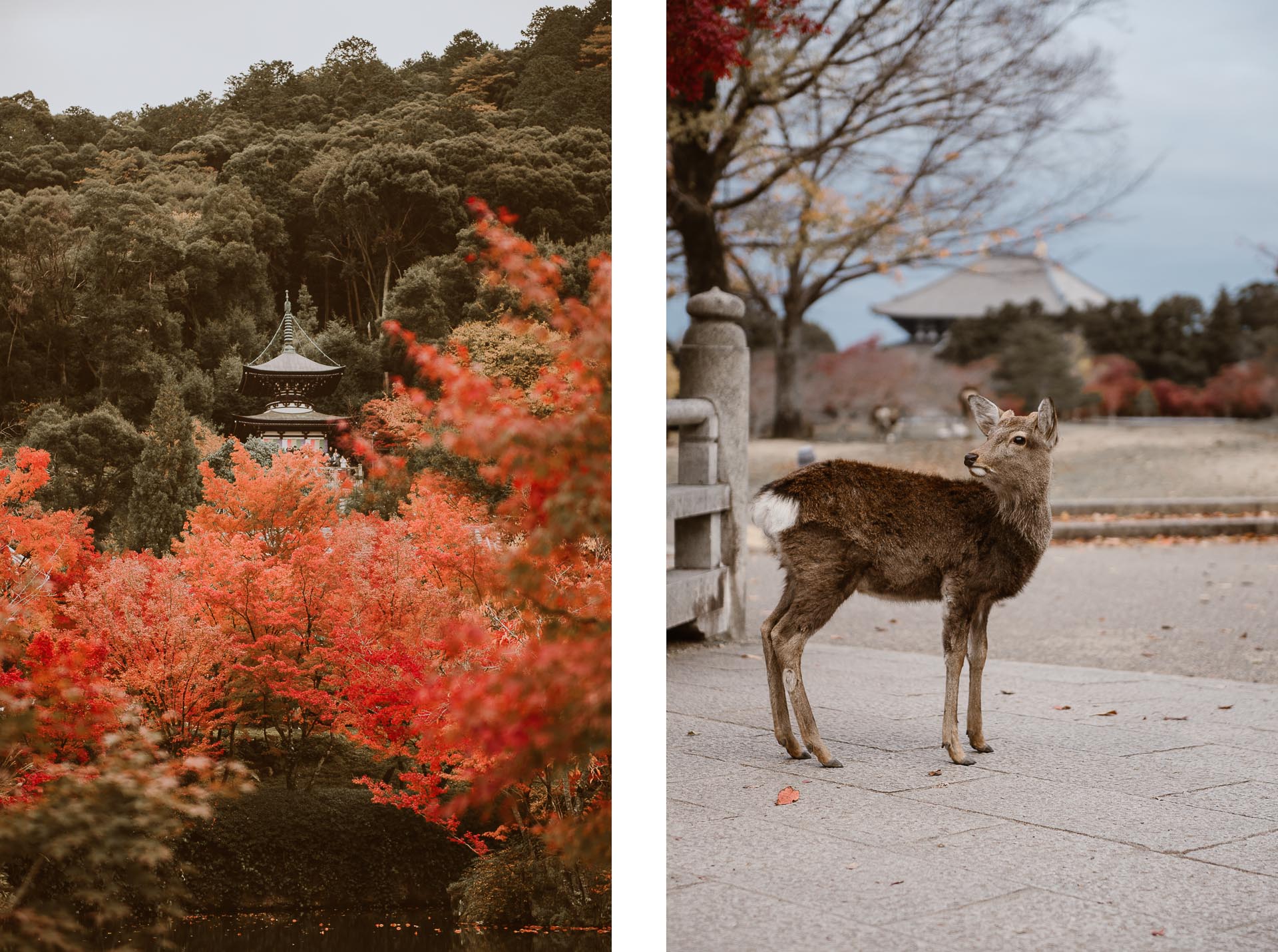 Japonia jesienią 