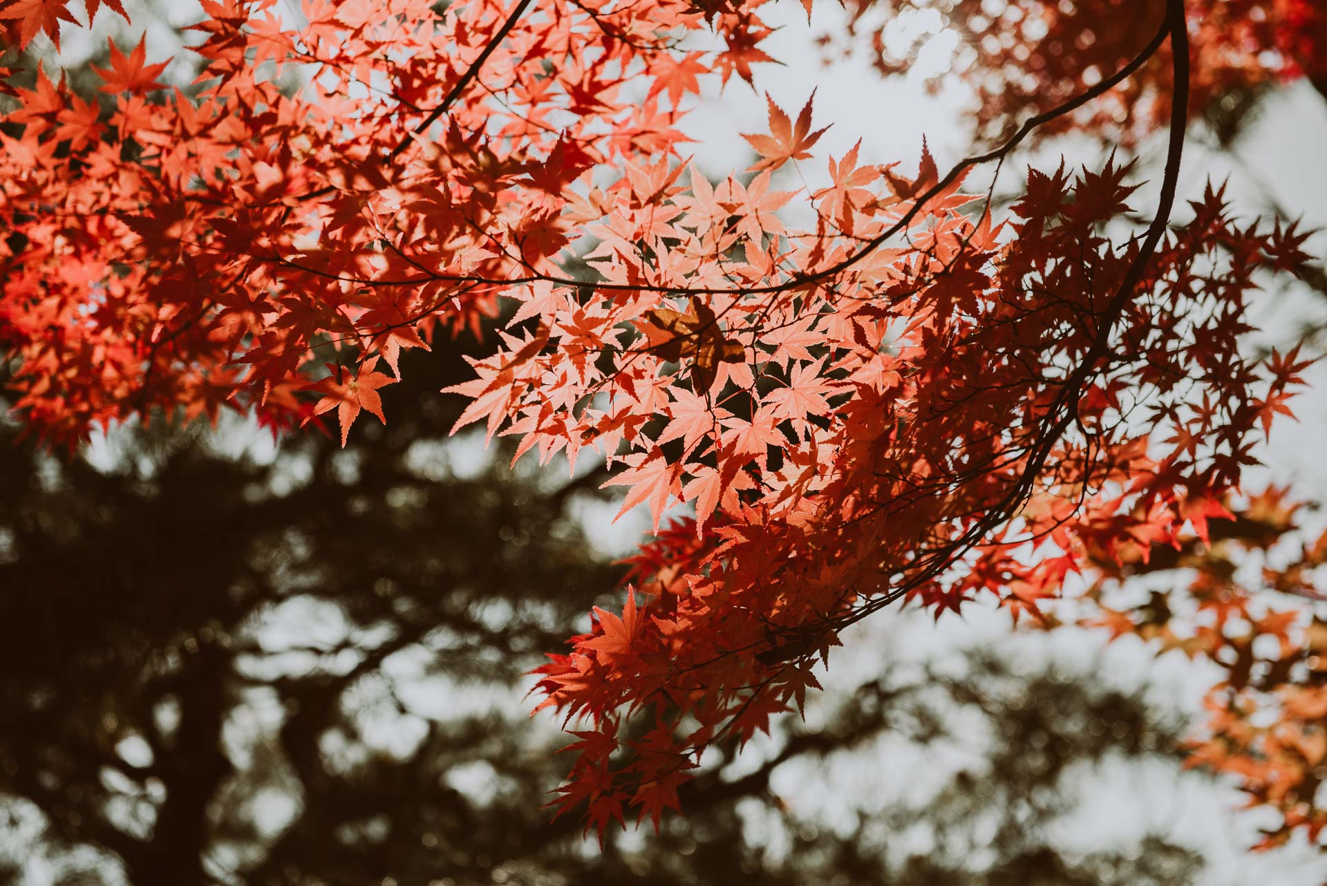 Japonia jesienią 