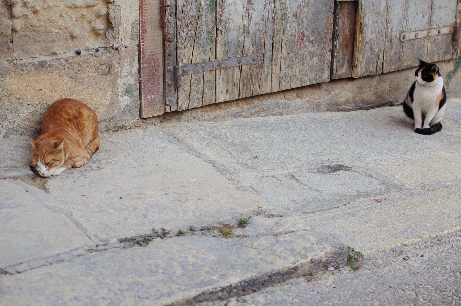 Koty na Malcie 