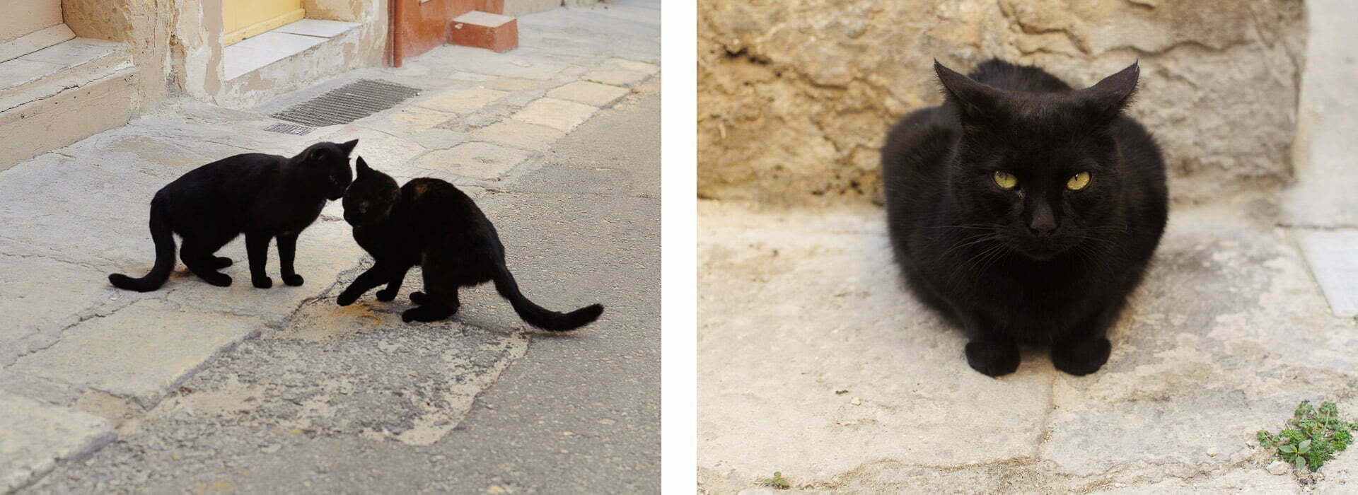 Koty na Malcie 