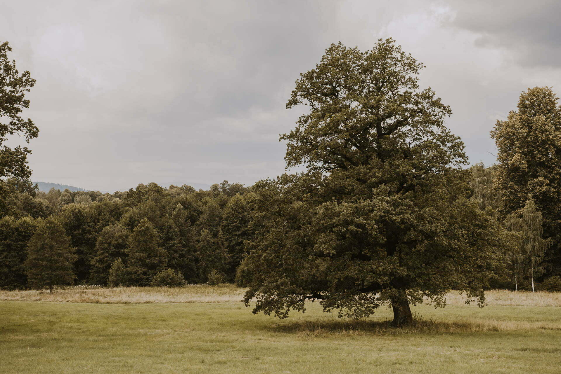 Dolny Śląsk drzewo