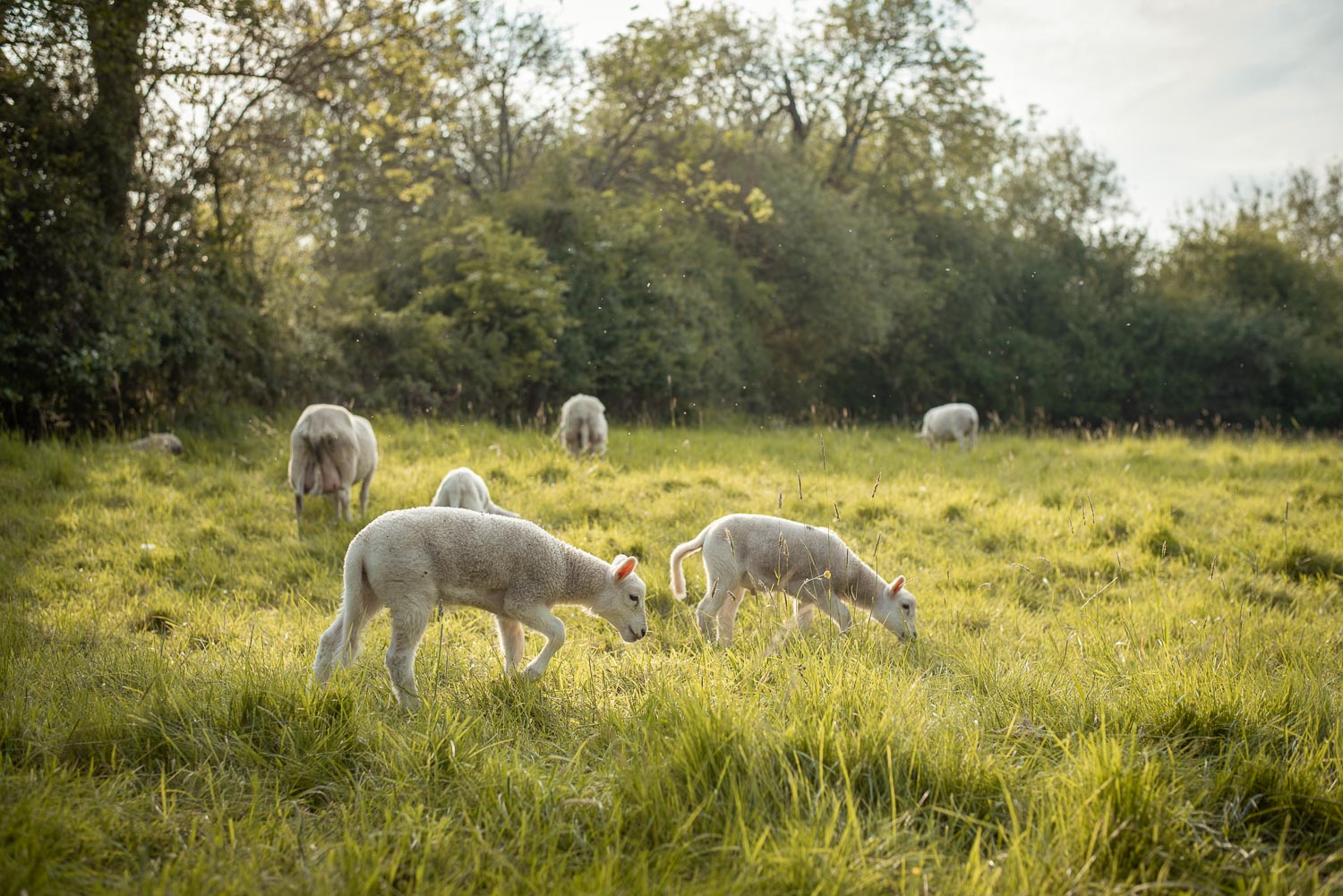 ANGLIA Cotswolds STADO OWIEC 